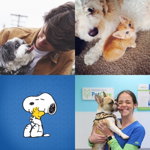 about-image-pet